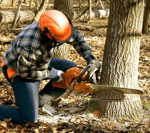 Tree Removal in Frenchmans Bayou, AR